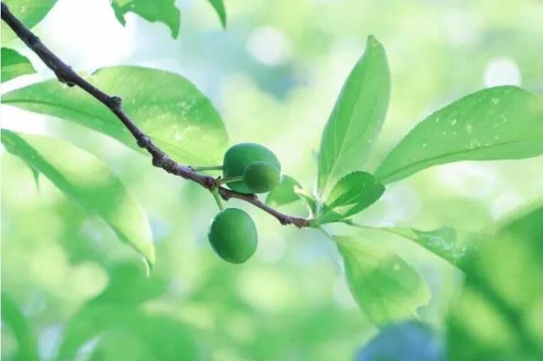 夏至|藕花深处，夏日悠长